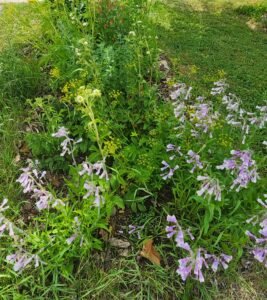 Our growing boulevard garden in June—a small urban space gradually becoming a habitat for pollinators and other wildlife.